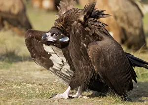 Aegypius: Cinereous / Black Vulture