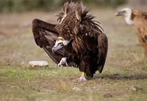 Aegypius: Cinereous / Black Vulture