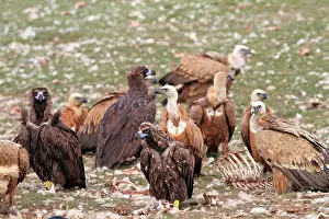 Cinereous: Cinereous / Black Vulture / Monk Vulture / Eurasian