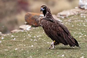 Cinereous: Cinereous / Black Vulture / Monk Vulture / Eurasian