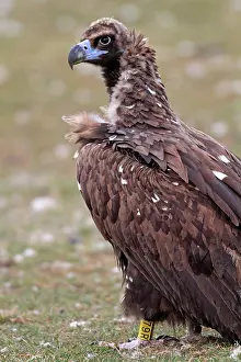 Cinereous: Cinereous / Black Vulture / Monk Vulture / Eurasian