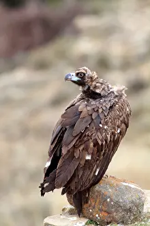 Cinereous: Cinereous / Black Vulture / Monk Vulture / Eurasian