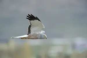 Harrier: Cinereous Harrier