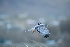 Harrier: Cinereous Harrier
