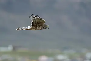 Harrier: Cinereous Harrier