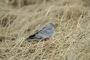 Harrier: Cinereous Harrier