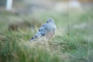 Harrier: Cinereous Harrier
