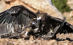 Aegypius: Cinereous Vulture