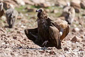 Lleida: Cinereous Vulture