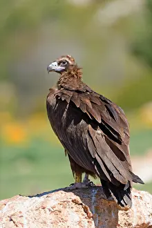 Lleida: Cinereous Vulture