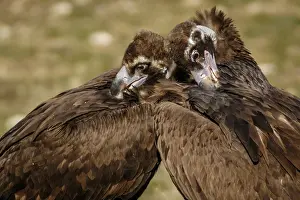 Caring: Cinereous Vulture (Aegypius monachus) couple preening the plumage