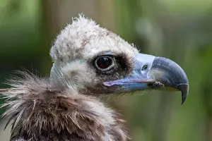 Aegypius: Cinereous vulture (Aegypius monachus) or cowbird
