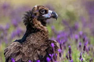 Lavender: Cinereous vulture (Aegypius monachus), on the ground