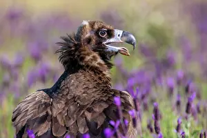 Lavender: Cinereous vulture (Aegypius monachus), on the ground