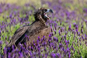 Lavender: Cinereous vulture (Aegypius monachus), on the ground