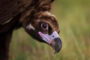 Aegypius: Cinereous vulture (Aegypius monachus) portrait