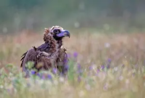 Aegypius: Cinereous vulture (Aegypius monachus) with prey