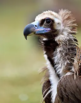 Aegypius: Cinereous vulture (Aegypius monachus) with prey
