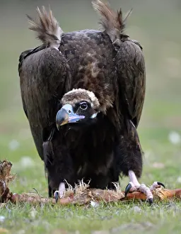 Aegypius: Cinereous vulture (Aegypius monachus) on prey, Extremadura