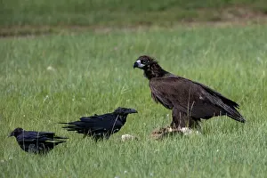 Oiseau: Cinereous vulture or Black Vulture