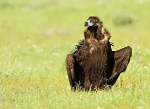 Aegypius: Cinereous Vulture - in field