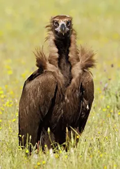Aegypius: Cinereous Vulture - in field with flowers