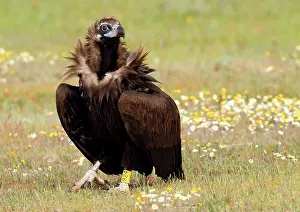 Aegypius: Cinereous Vulture - in field with flowers