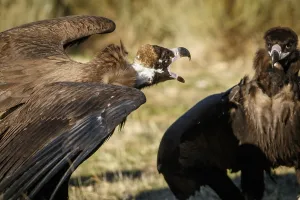 Defensive: Cinereous Vulture - fighting - Castile and Leon, Spain