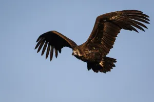 Aegypius: Cinereous Vulture - in flight - Castile and Leon, Spain