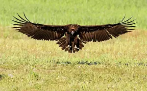 Aegypius: Cinereous Vulture - in flight about to land in a field