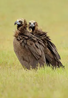 Aegypius: Cinereous Vulture - mature adult in a field