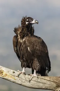 Aegypius: Cinereous Vulture - perched on a branch - Castile