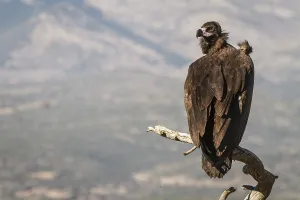 Aegypius: Cinereous Vulture - perched on a branch - Castile