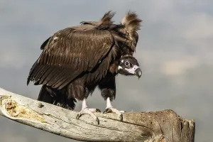 Aegypius: Cinereous Vulture - perched on a branch - Castile