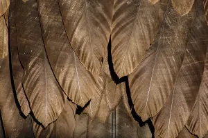 Aegypius: Cinereous Vulture - detail of plumage - Castile