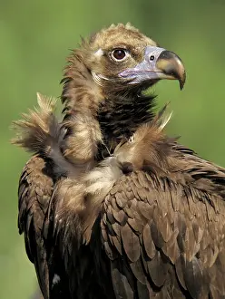 Aegypius: Cinereous Vulture - Portrait of adult