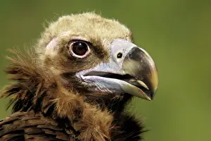 Aegypius: Cinereous Vulture - Portrait of adult