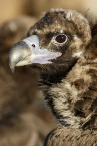Aegypius: Cinereous Vulture - portrait - Castile and Leon, Spain