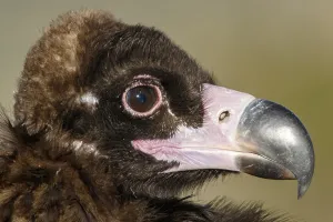 Aegypius: Cinereous Vulture - portrait - Castile and Leon, Spain