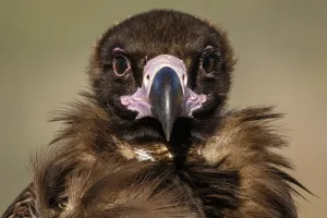 Aegypius: Cinereous Vulture - portrait - Castile and Leon, Spain