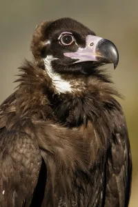 Aegypius: Cinereous Vulture - portrait - Castile and Leon, Spain