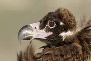 Aegypius: Cinereous Vulture - portrait - Castile and Leon, Spain