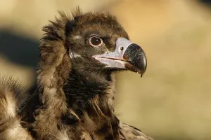 Aegypius: Cinereous Vulture - portrait - Castile and Leon, Spain