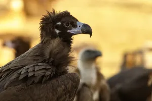 Aegypius: Cinereous Vulture - portrait - Castile and Leon, Spain