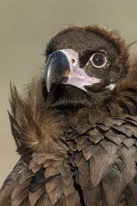 Aegypius: Cinereous Vulture - portrait - Castile and Leon, Spain