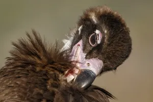 Aegypius: Cinereous Vulture - preening plumage - Castile and