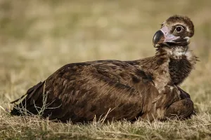 Aegypius: Cinereous Vulture - resting on field floor - Castile