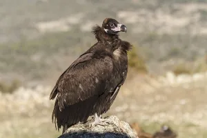 Aegypius: Cinereous Vulture -resting on rocks - Castile and