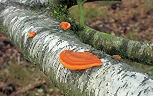 Bracket: Cinnabar Bracket Fungi - On Birch