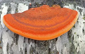 Bracket: Cinnabar Bracket Fungi - On Birch